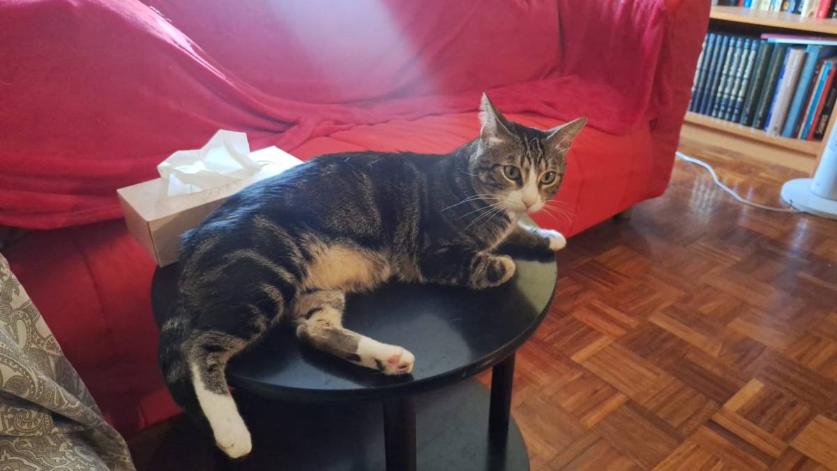 Katzensitter