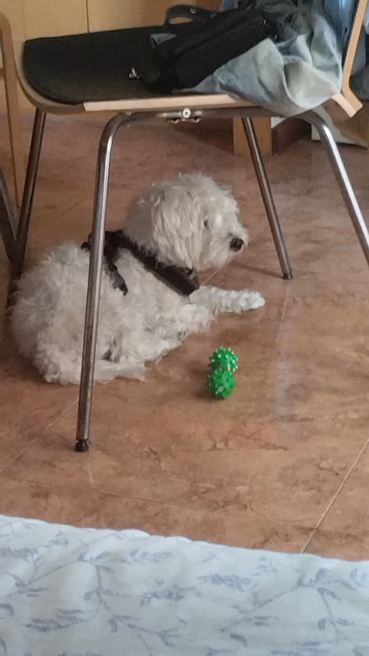 Hospedaje de perros - Hospedaje y guarderías de mascotas