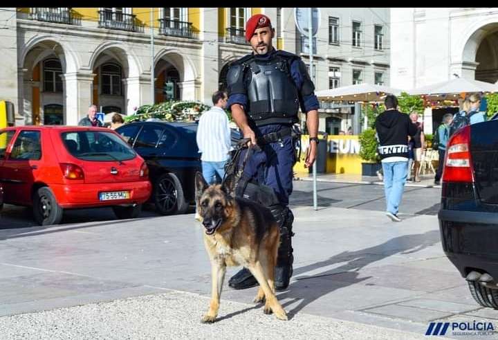 Ricardo - Vila Franca de Xira - Dog Training