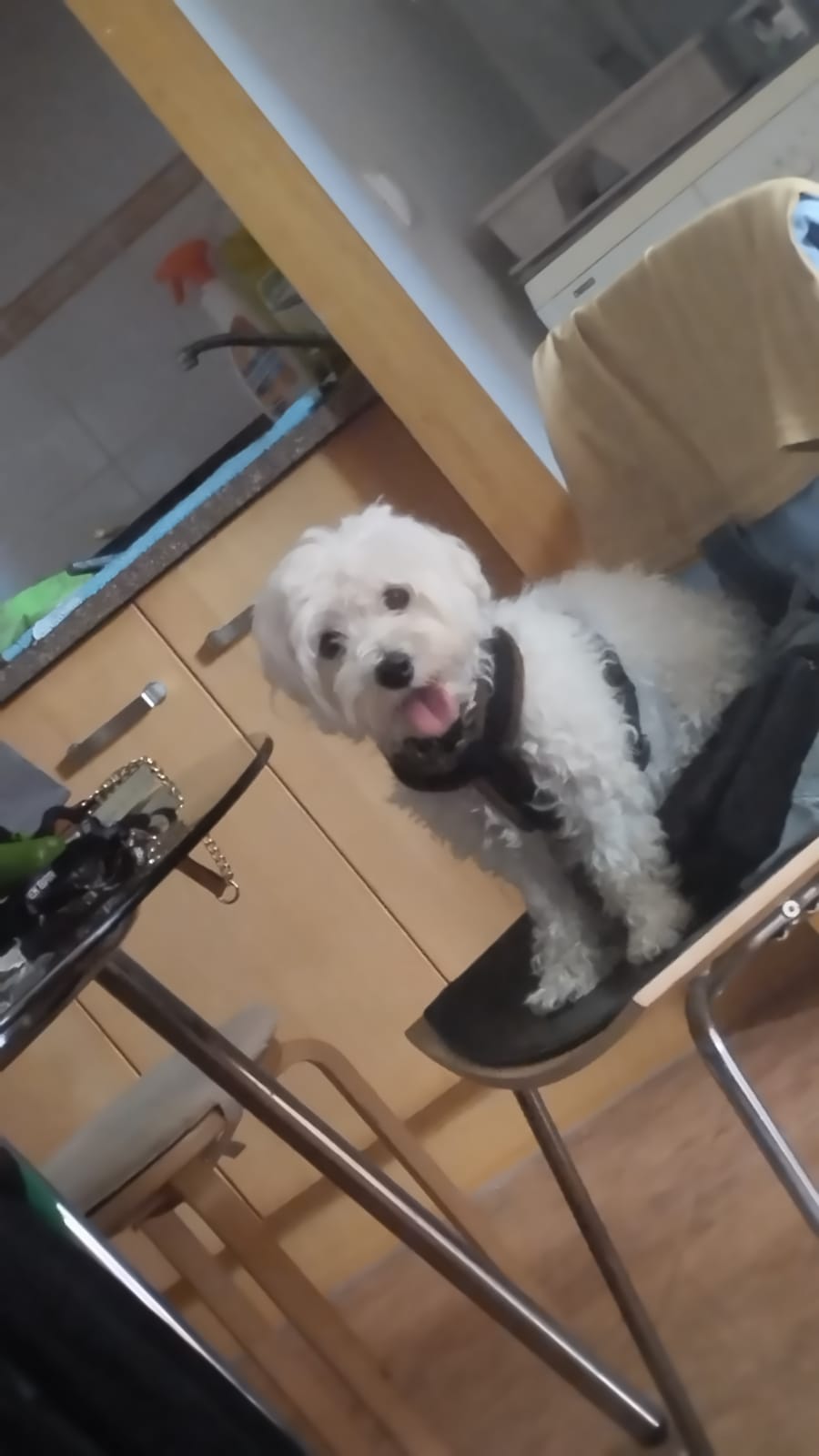 Hospedaje y guarderías de mascotas - Mascotas