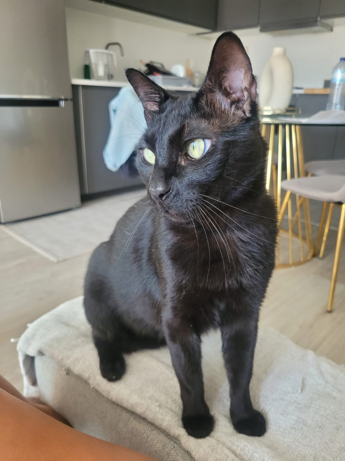 Inês Patinhas - Figueira da Foz - Cat Sitting