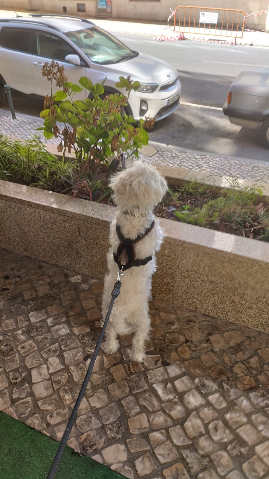 Hospedaje de perros