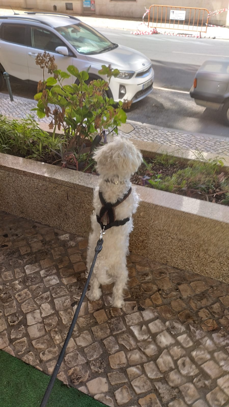 Hotel para Cães