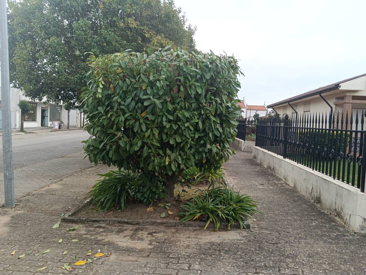 Jardineiro Luís Cruz Unipessoal lda - Ovar - Baumpflanzung