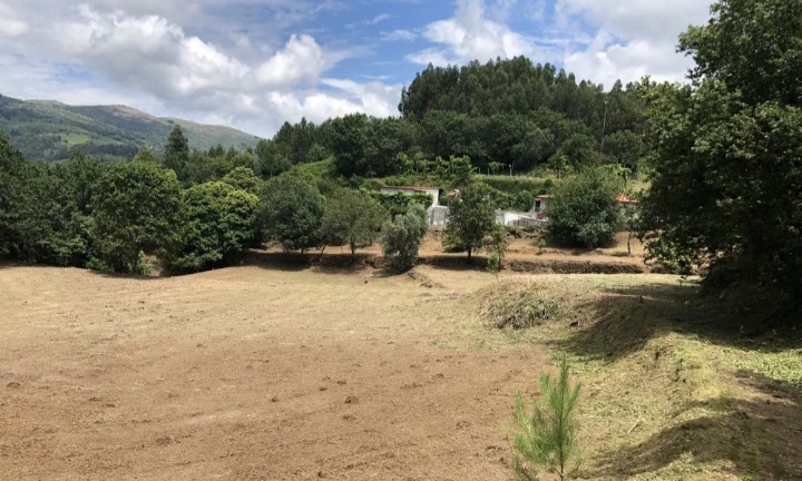 TerrenosLimpos - Águeda - Tree Stump Grinding and Removal