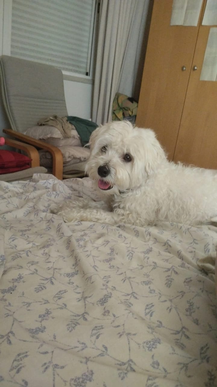 Hospedaje y guarderías de mascotas