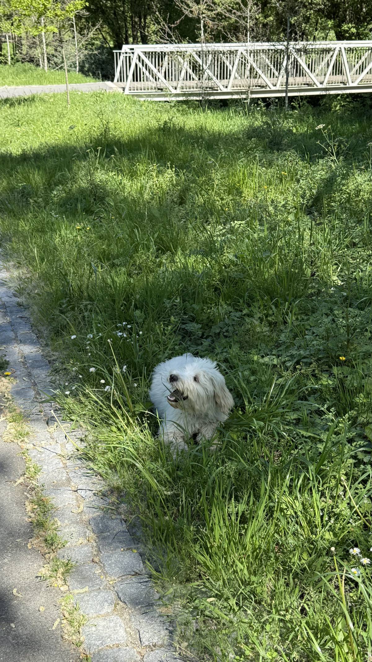 Adriele - Porto - Dog Walking