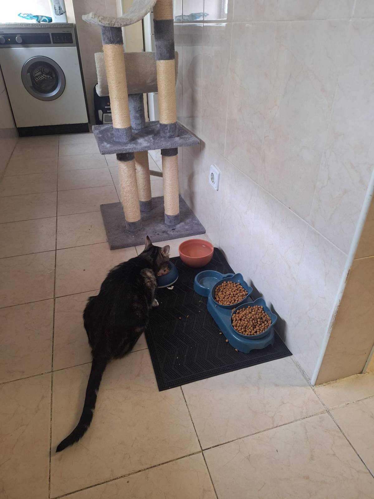 Pet Sitting