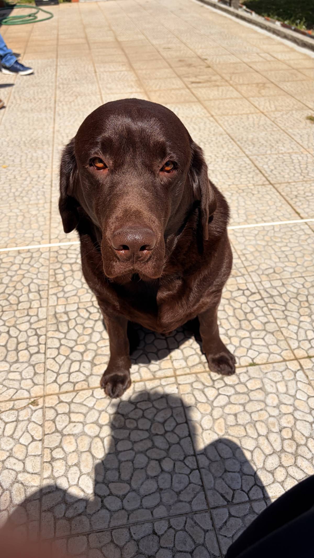 Cozypaws Pets Porto - Maia - Dog Sitting