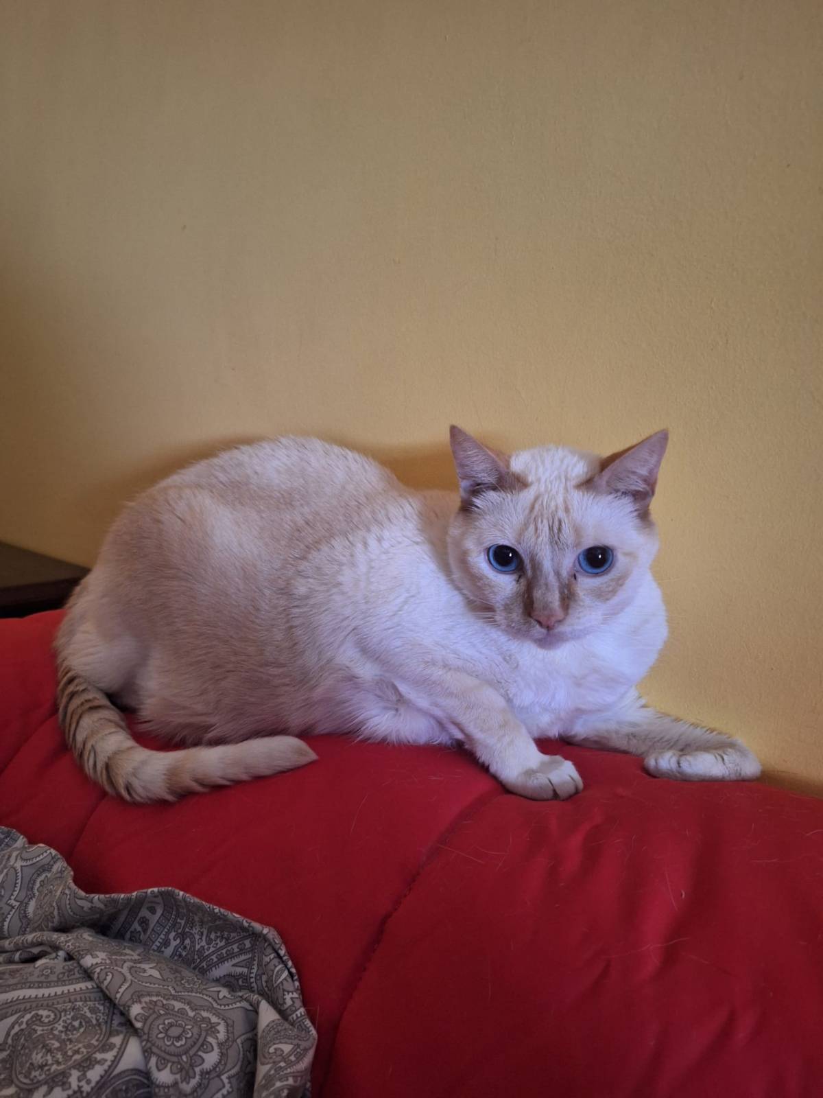 Katzensitter