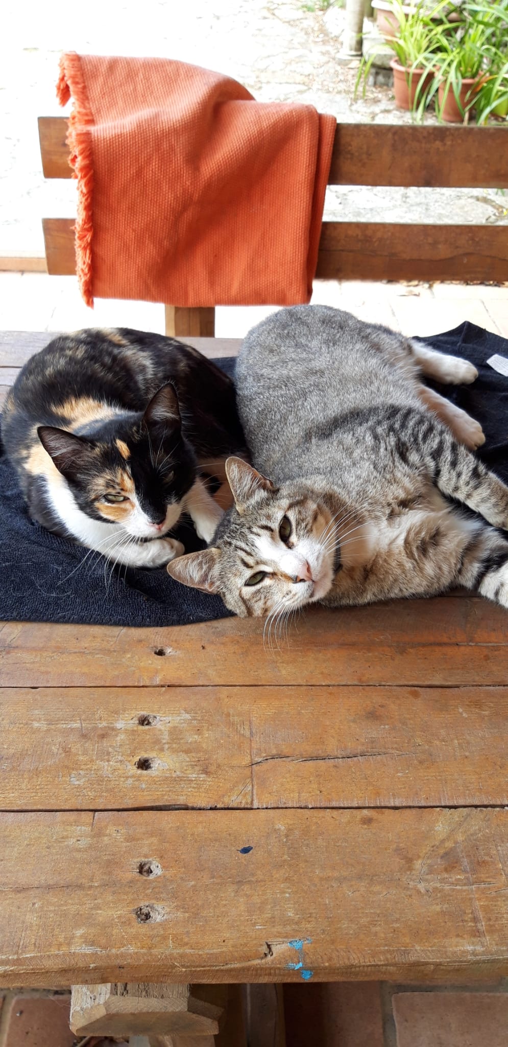 Daniela - Loures - Pet Sitting