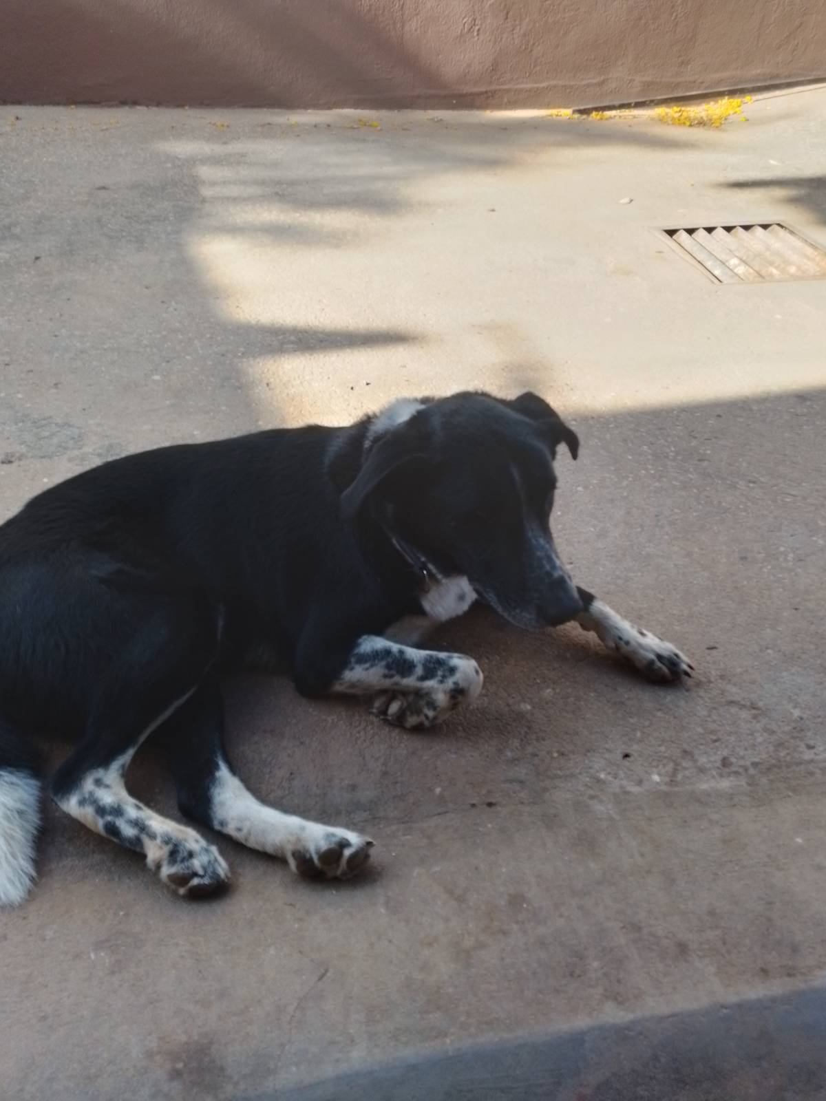 Teresa Barranha - Faro - Pet Sitting