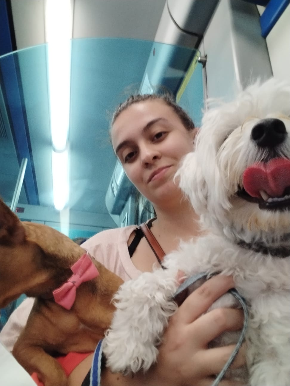 Hospedaje de perros