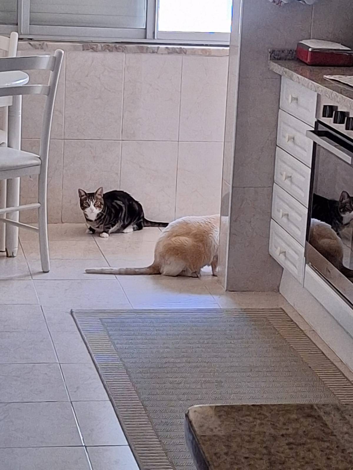 Katzensitter - Haustiere