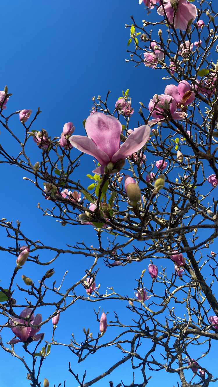 Maria - Vila do Conde - Limpieza de primavera
