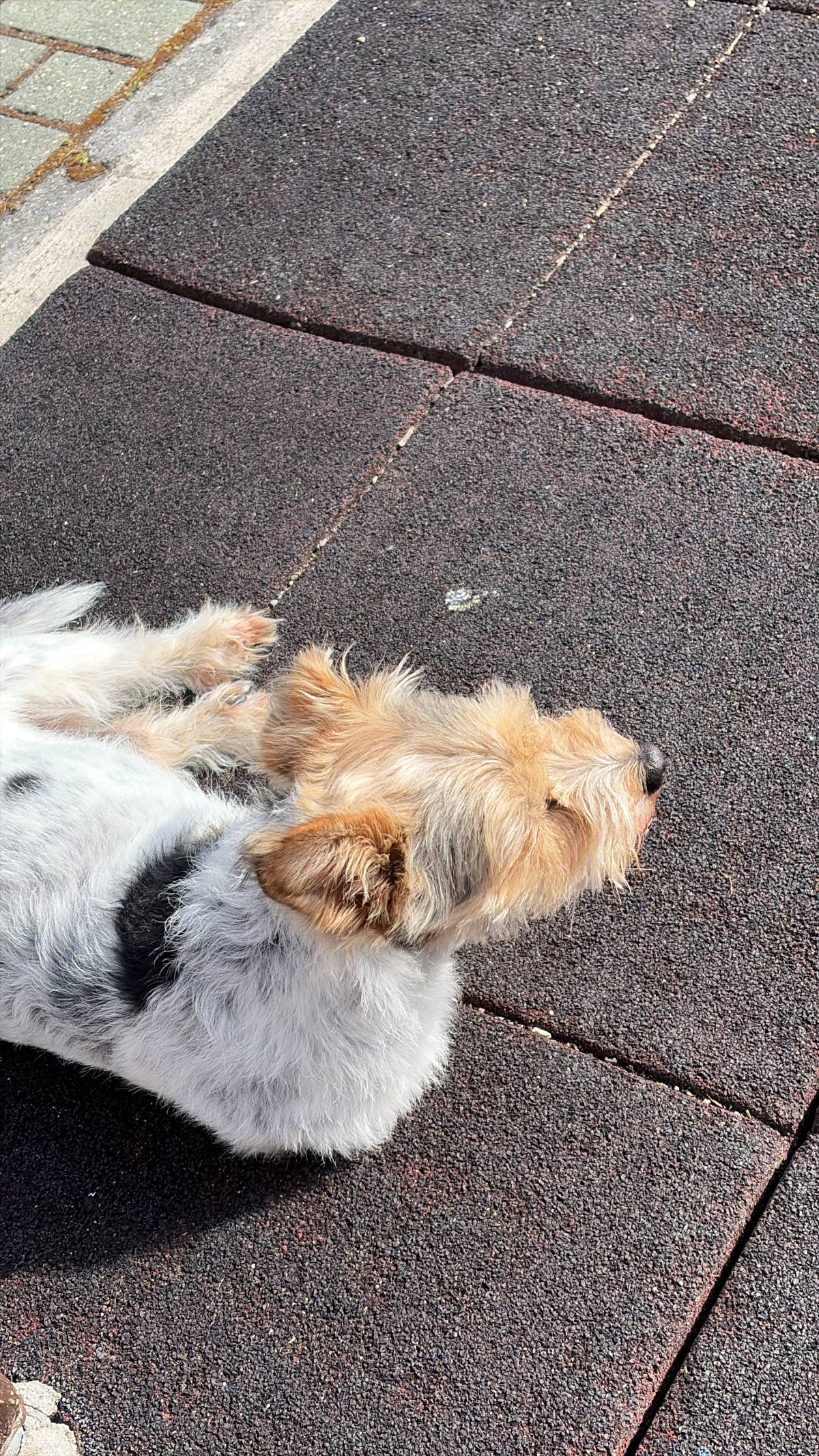 Cozypaws Pets Porto - Maia - Dog Walking