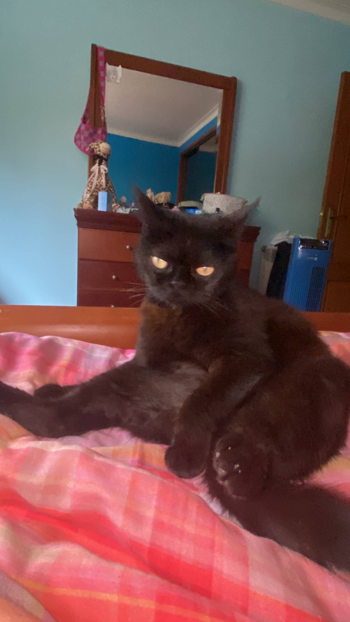 Daniela - Loures - Cat Sitting