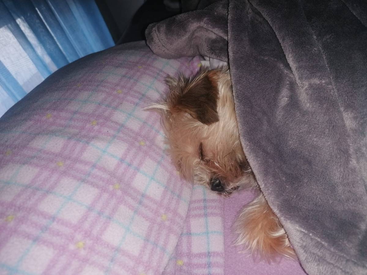 Daniela - Loures - Dog Sitting