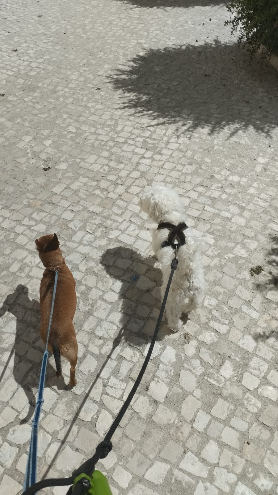 Hospedaje de perros - Mascotas