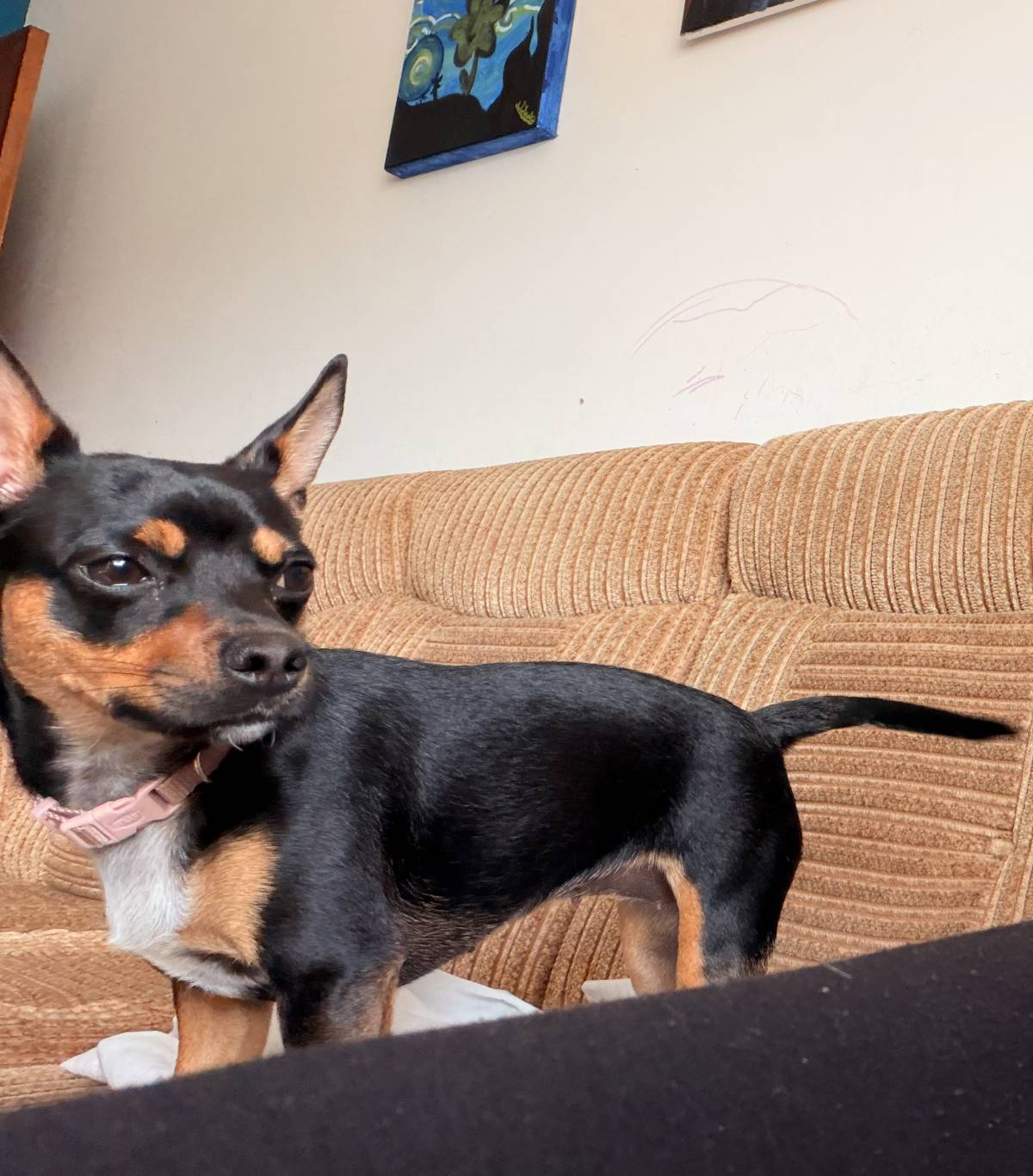Cozypaws Pets Porto - Maia - Pet Sitting