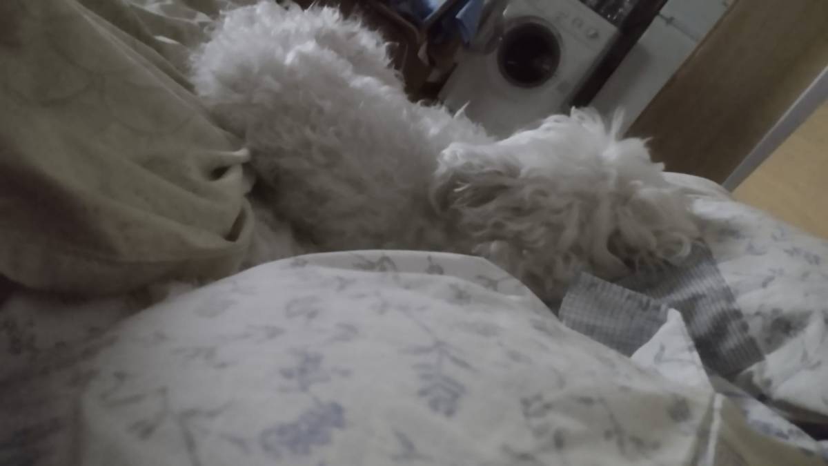 Hospedaje de perros