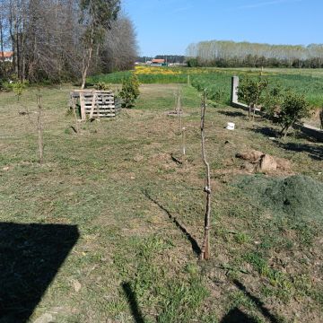 Jardineiro Luís Cruz - Ovar - Enlèvement d'arbustes
