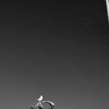 Abdullah Alagmawy - Cascais - Fotografia de Eventos