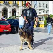 Ricardo - Vila Franca de Xira - Dog Training