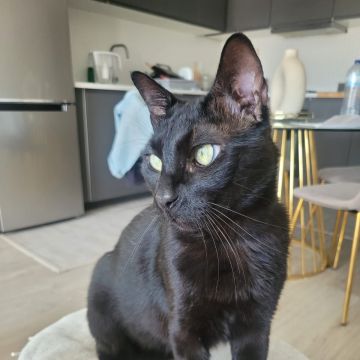 Inês Patinhas - Figueira da Foz - Cat Sitting