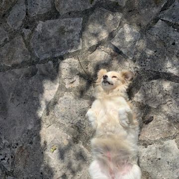 Daniela - Loures - Pet Sitting e Pet Walking
