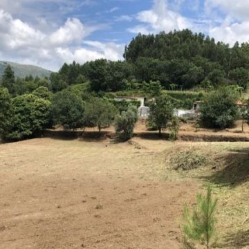 TerrenosLimpos - Águeda - Tree Stump Grinding and Removal