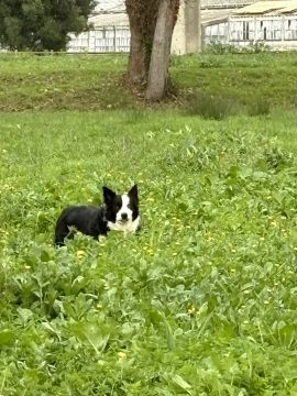 Dog Daycare