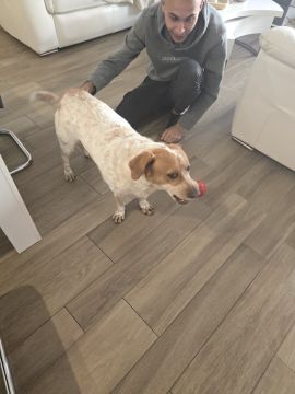 Hotel para Cães