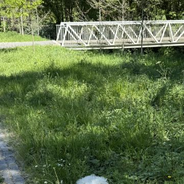 Adriele - Porto - Dog Walking
