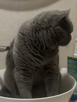Hotel para Gatos