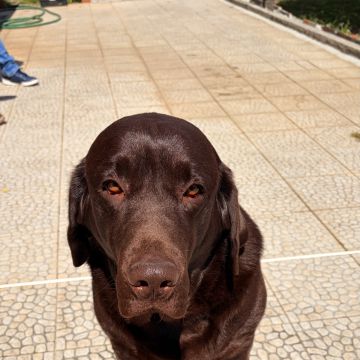 Cozypaws Pets Porto - Maia - Dog Sitting