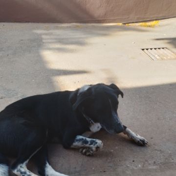 Teresa Barranha - Faro - Pet Sitting