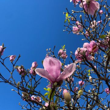 Maria - Vila do Conde - Limpieza de primavera