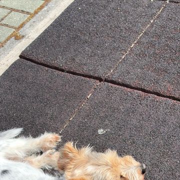 Cozypaws Pets Porto - Maia - Dog Walking