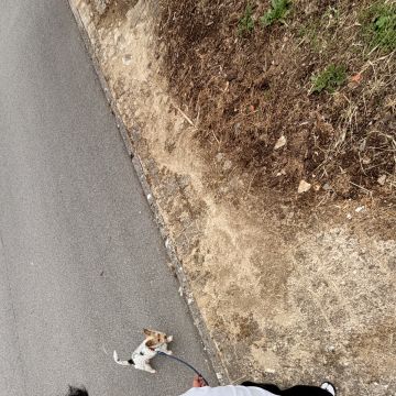 Cozypaws Pets Porto - Maia - Cat Sitting