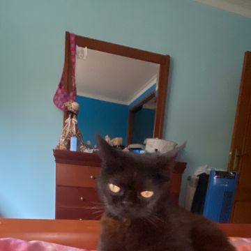 Daniela - Loures - Cat Sitting
