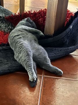Hotel para Gatos