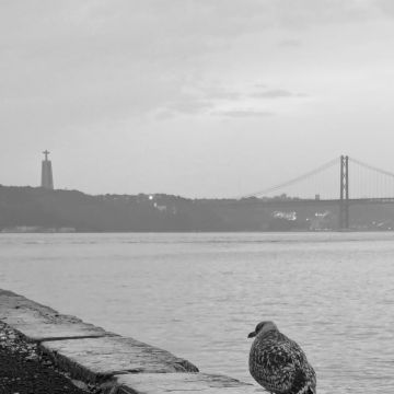 Abdullah Alagmawy - Cascais - Video Transfer Services