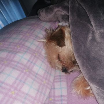 Daniela - Loures - Dog Sitting
