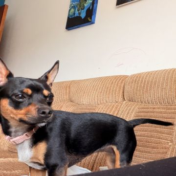 Cozypaws Pets Porto - Maia - Pet Sitting