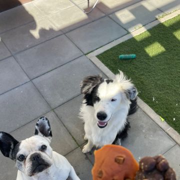 Ohanapetsitting - Seixal - Banhos e Tosquias para Animais