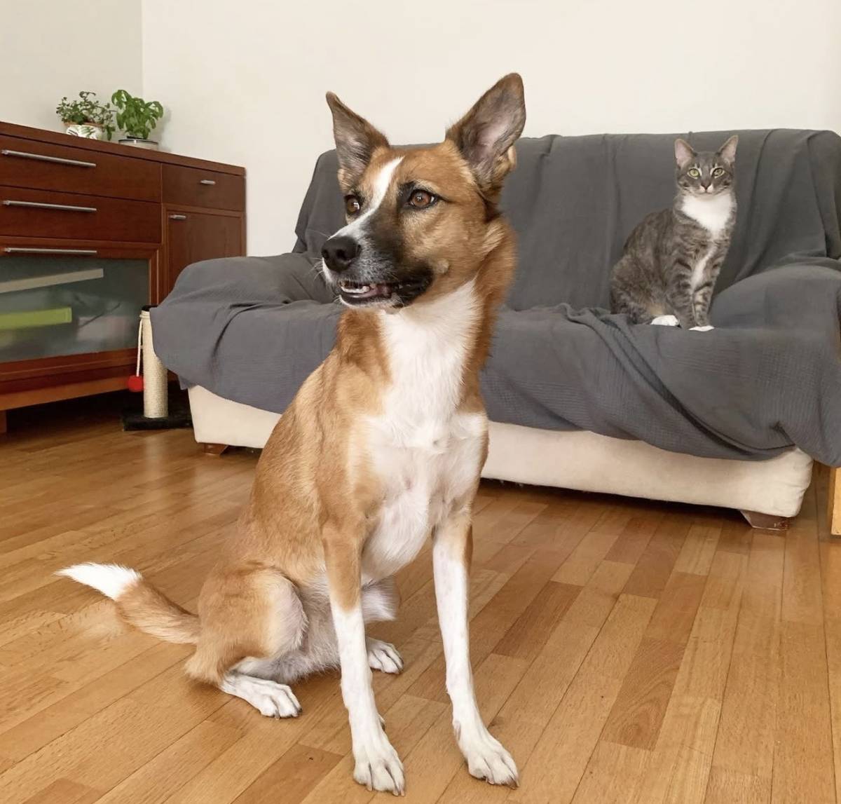 Talitapetcare - Vila Nova de Gaia - Haustiere - Pflege