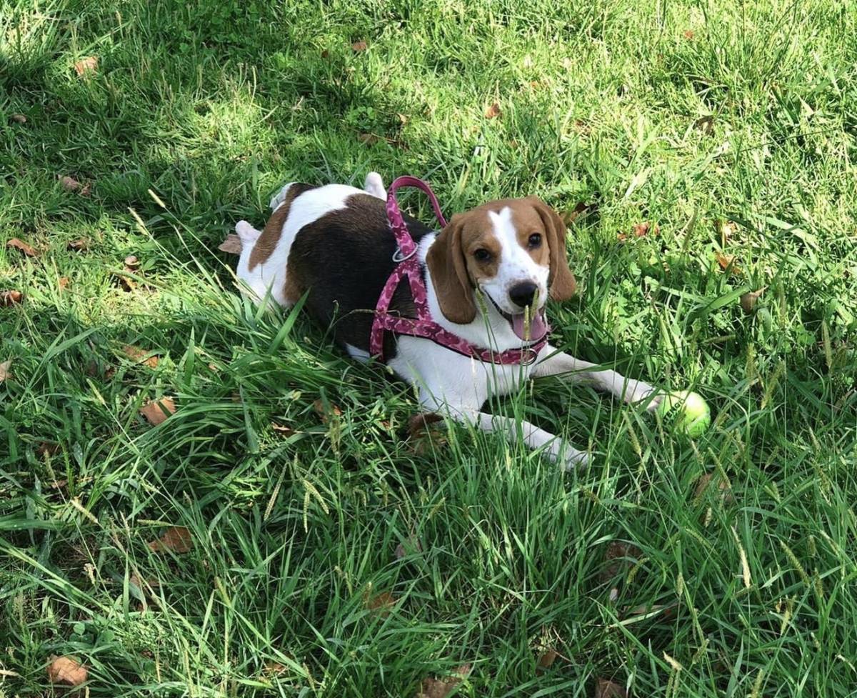 Talitapetcare - Vila Nova de Gaia - Haustiere - Pflege