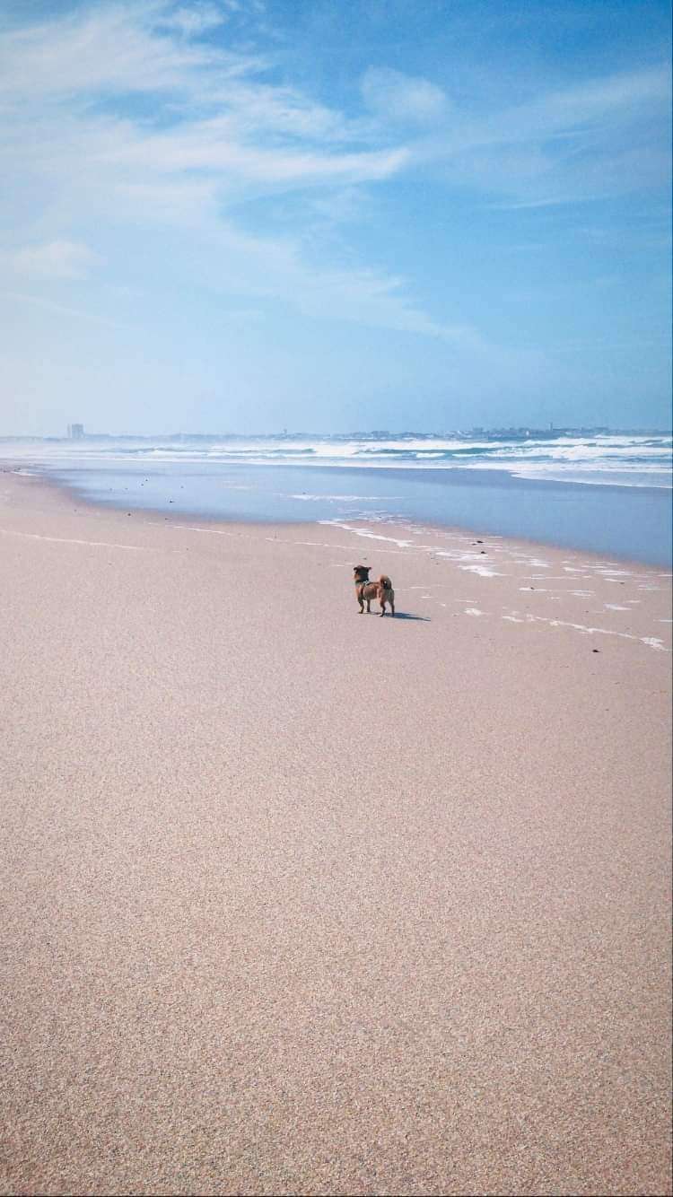 Dogs, walks & waves - Peniche - Katzenpension