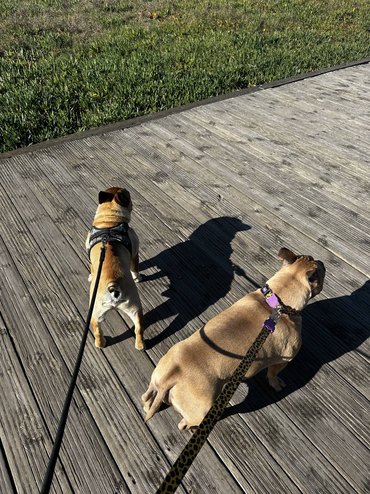Talitapetcare - Vila Nova de Gaia - Hundesitter